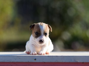 dsc_0491.jpg
